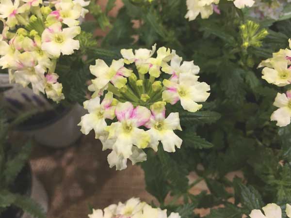 [26年3月中下旬予約]宿根バーベナ：ふわりぃ3.5号ポット