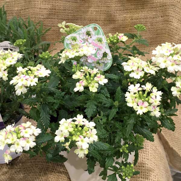 [26年3月中下旬予約]宿根バーベナ：ふわりぃ3.5号ポット