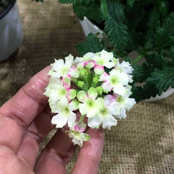 [26年3月中下旬予約]宿根バーベナ：ふわりぃ3.5号ポット