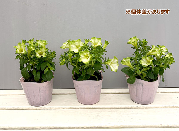 ロムイキン作　水差しのペチュニア 園芸ネット本店｜ペチュニア：純翠（じゅんすい）3.5号ポット の通販