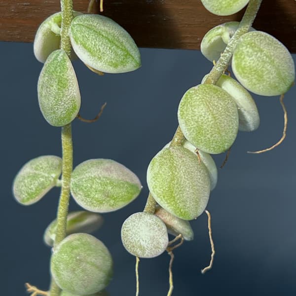 ディスキディア：ヌンムラリア・バリエガータ 4号吊鉢