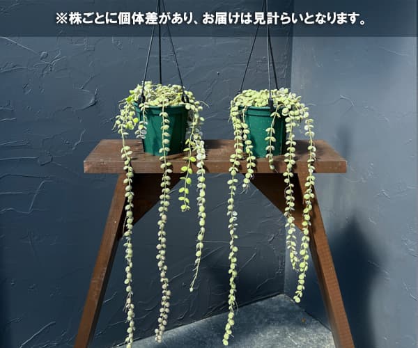 ディスキディア：ヌンムラリア・バリエガータ 4号吊鉢