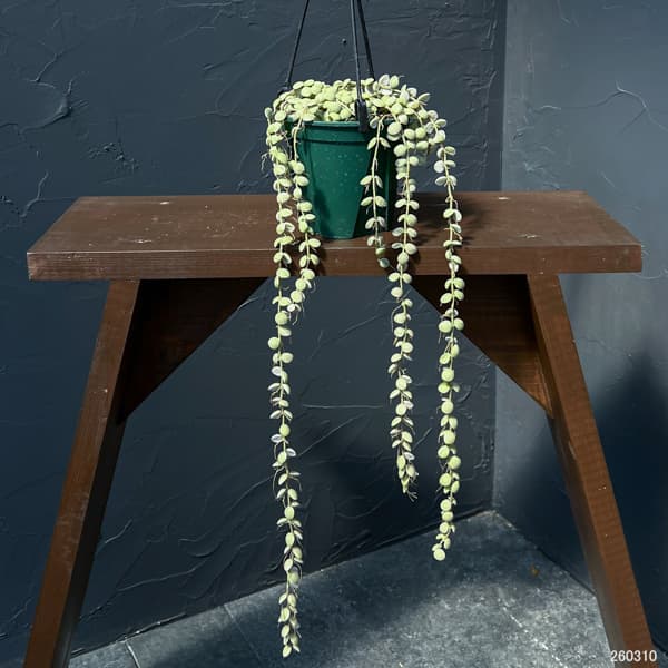 ディスキディア：ヌンムラリア・バリエガータ 4号吊鉢