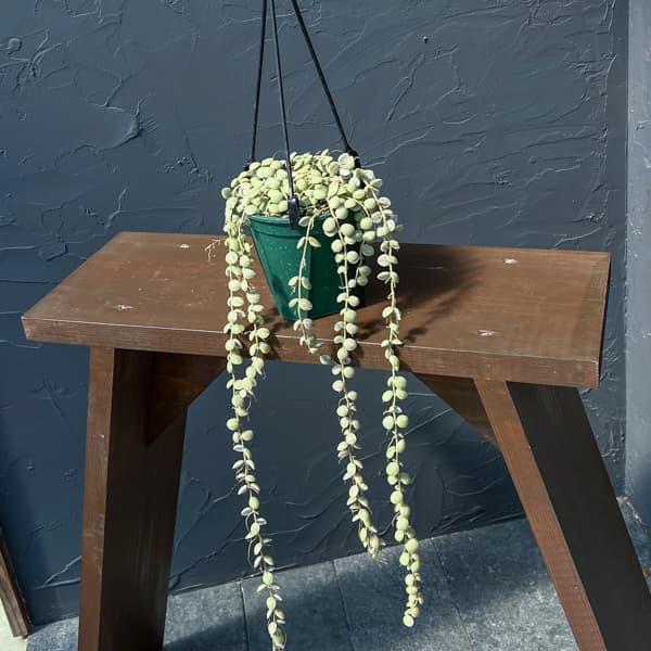 ディスキディア：ヌンムラリア・バリエガータ 4号吊鉢