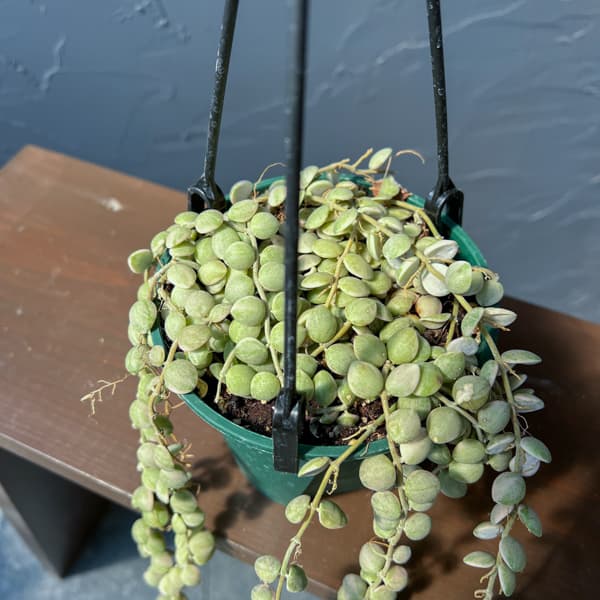 ディスキディア：ヌンムラリア・バリエガータ 4号吊鉢