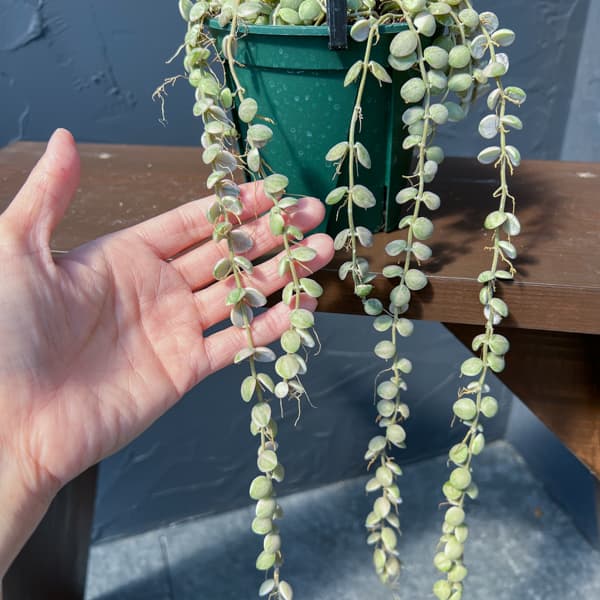 ディスキディア：ヌンムラリア・バリエガータ 4号吊鉢