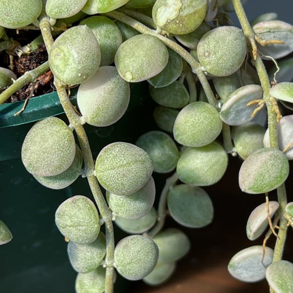 ディスキディア：ヌンムラリア・バリエガータ 4号吊鉢