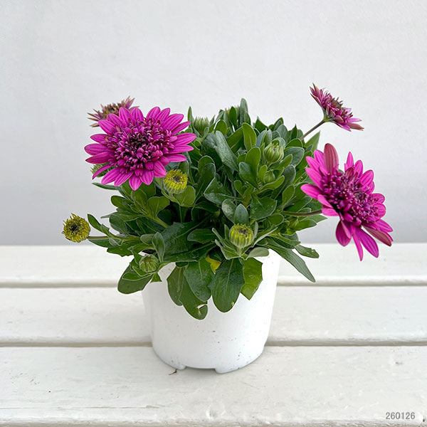 オステオスペルマム：プリンセスパープル4号鉢