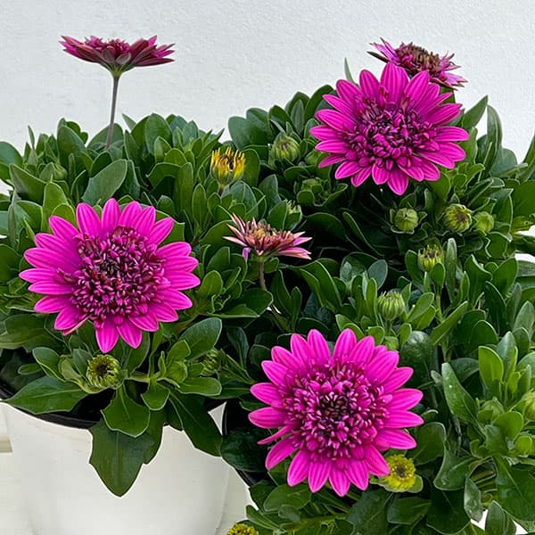 オステオスペルマム：プリンセスパープル4号鉢