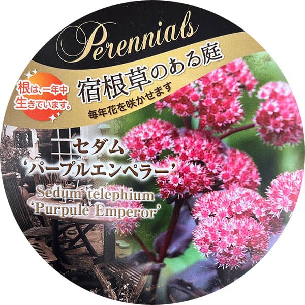 セダム:パープルエンペラー3.5号ポット