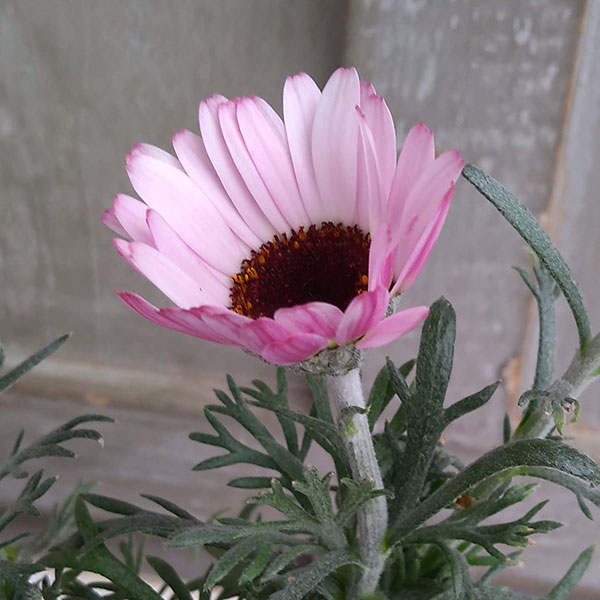 ローダンセマム：クレールチェリー4号ポット