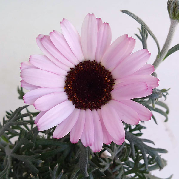 ローダンセマム：クレールチェリー4号ポット