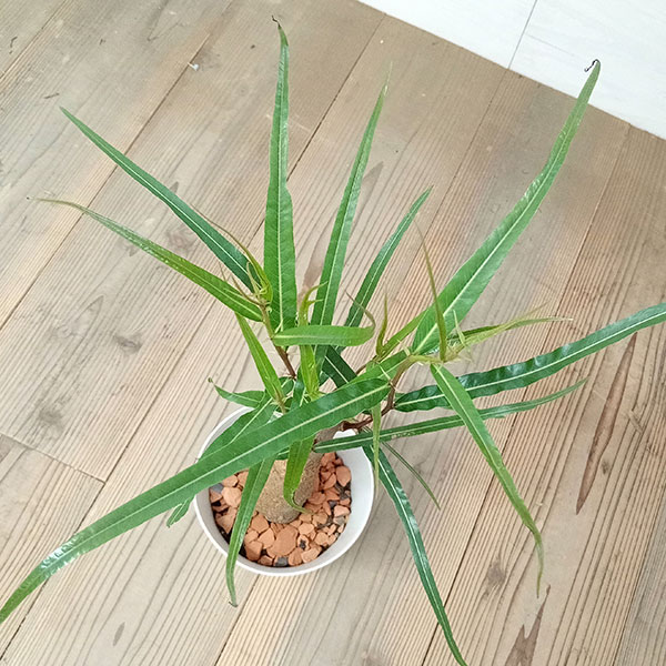 ボトルツリー 6号（ブラキキトン・ブラキチトン） の通販 | 園芸