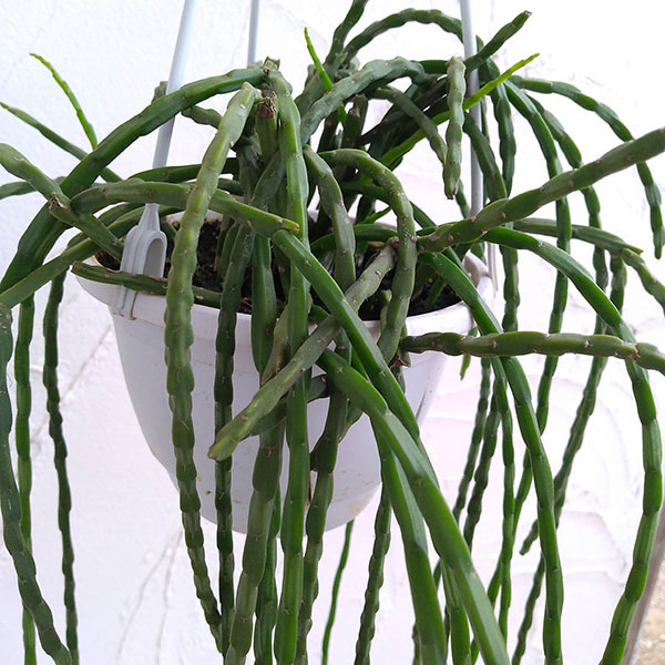 リプサリス：パラドクサ　5号吊り鉢*