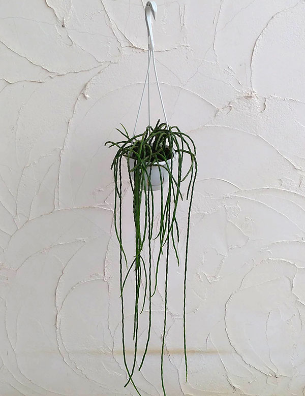 リプサリス：パラドクサ　5号吊り鉢*