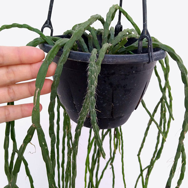 リプサリス：パラドクサ　5号吊り鉢*