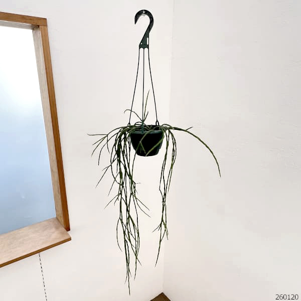 リプサリス：パラドクサ　5号吊り鉢*