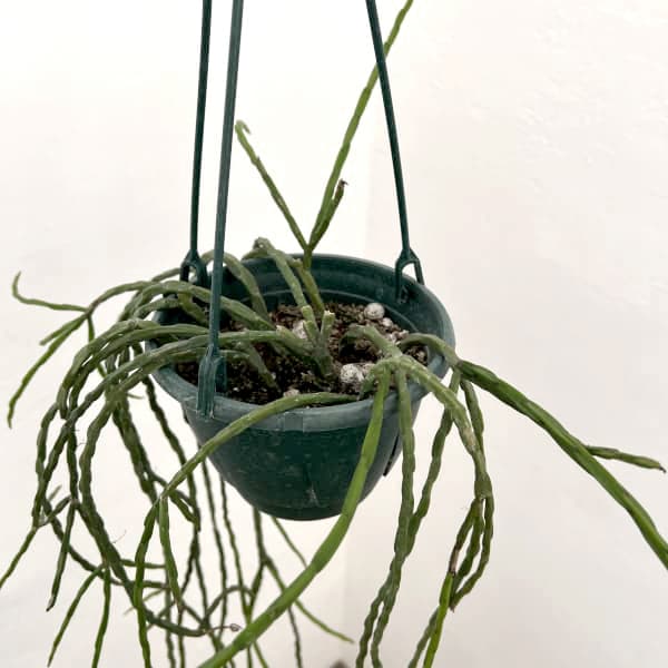 リプサリス：パラドクサ　5号吊り鉢*