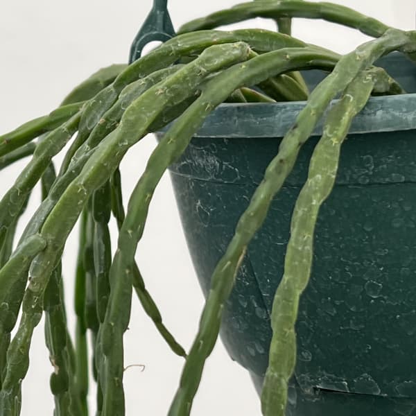 リプサリス：パラドクサ　5号吊り鉢*