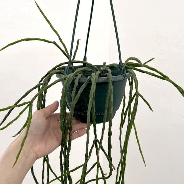 リプサリス：パラドクサ　5号吊り鉢*
