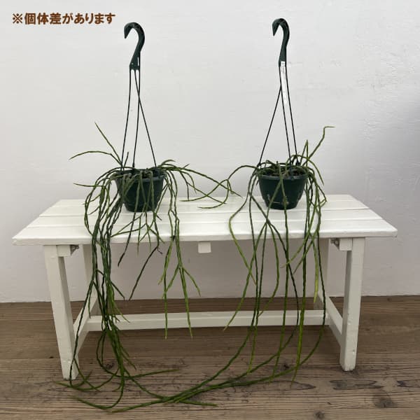 リプサリス：パラドクサ　5号吊り鉢*