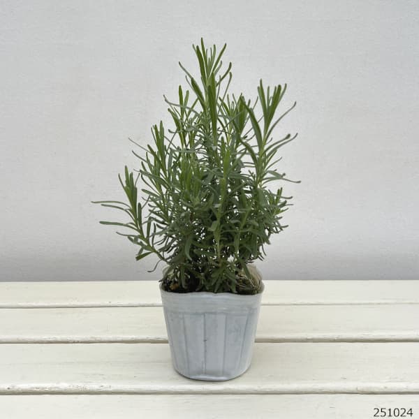 イングリッシュラベンダー:ヒドコート3号ポット*