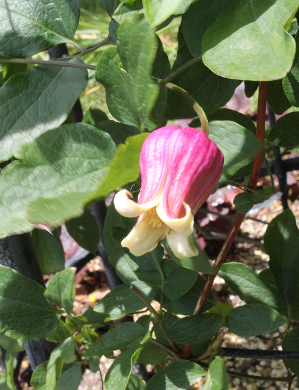 クレマチス：アカツキノキミ（暁の君）4号ロングポット（ヴィオルナ系）