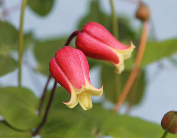 クレマチス：チェリーリップ4号ポット（ヴィオルナ系）