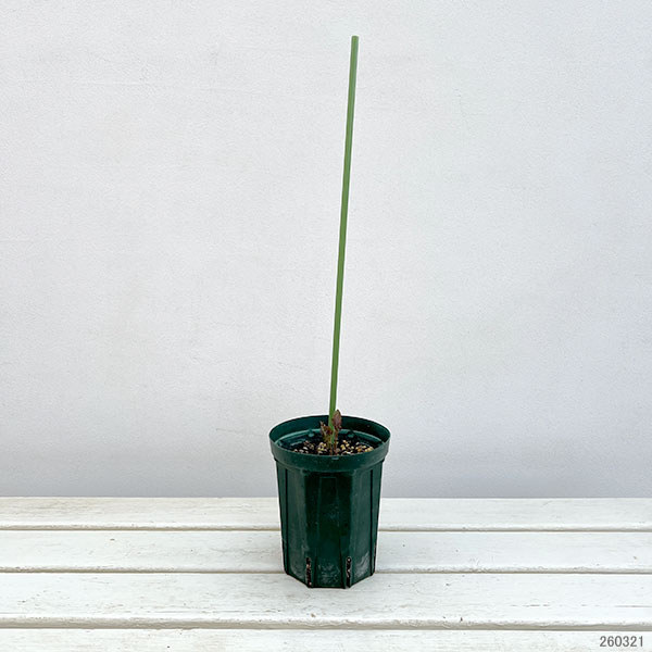 クレマチス：チェリーリップ4号ポット（ヴィオルナ系）