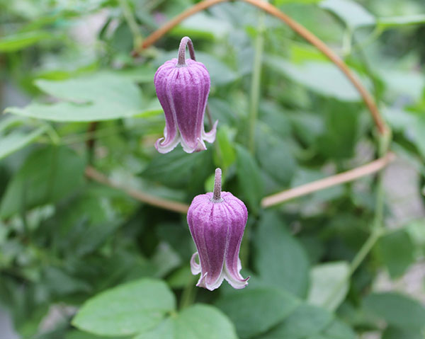 クレマチス：ムラサキノツボ シンウチ（紫の壺 真打）4号ロングポット（ヴィオルナ系）