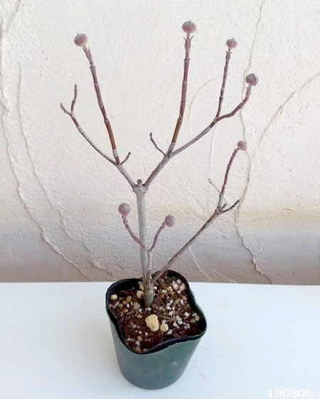 ハナミズキ/クラウドナイン【現品発送】管理70829 ハナミズキ/クラウドナイン【現品発送】管理70829 園芸ネット本店