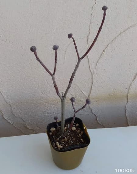 ハナミズキ：レッドジャイアント2.5号ポット