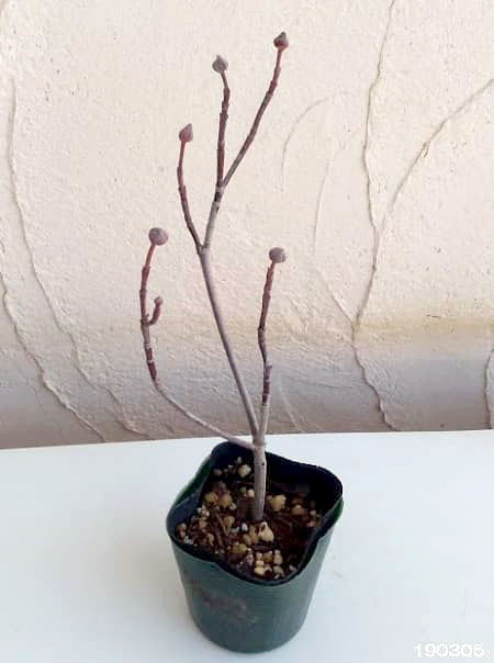 園芸ネット本店｜ハナミズキ：ピグミー3号ポット の通販【公式】