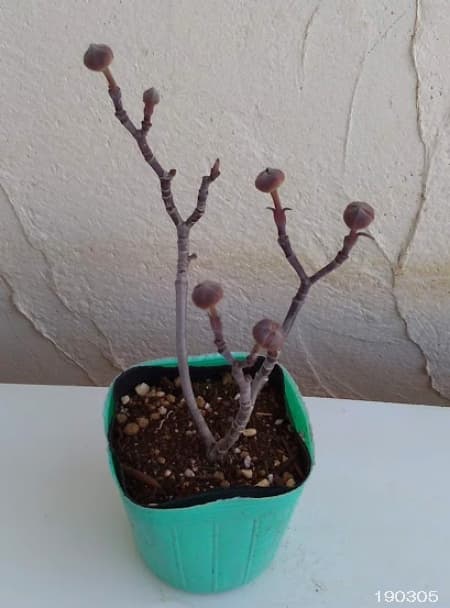 ハナミズキ:ファスティギアータ2.5号ポット