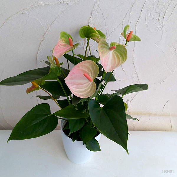 アンスリウム:レガンザ6号鉢植え