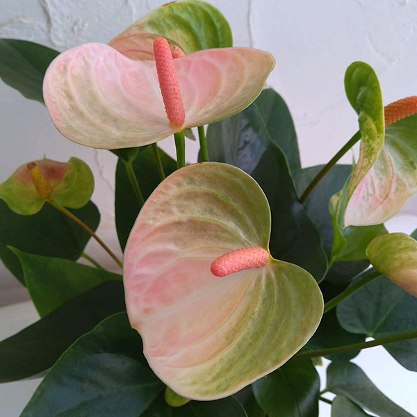 アンスリウム:レガンザ6号鉢植え