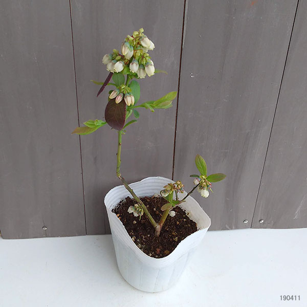 園芸ネット本店｜ブルーベリー：ミスティー3-3.5号ポット の通販【公式】