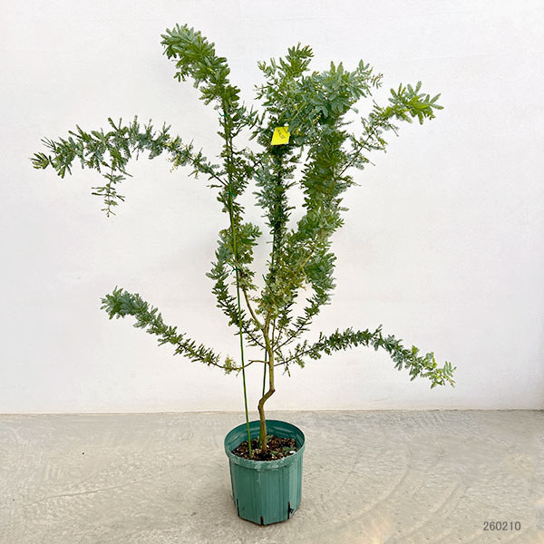 アカシア：ギンヨウアカシア 7号鉢植え