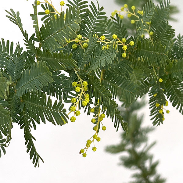 アカシア：ギンヨウアカシア 7号鉢植え