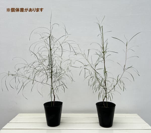 グレビレア：エンドリチリアナ 4号ポット