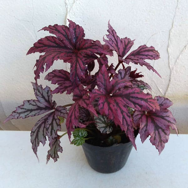 レックスベゴニア・ベニトチバ3.5号ポット