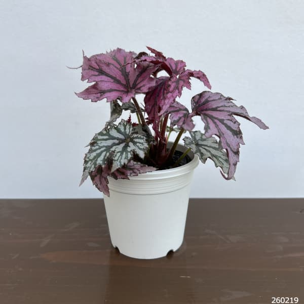 レックスベゴニア・ベニトチバ3.5号ポット