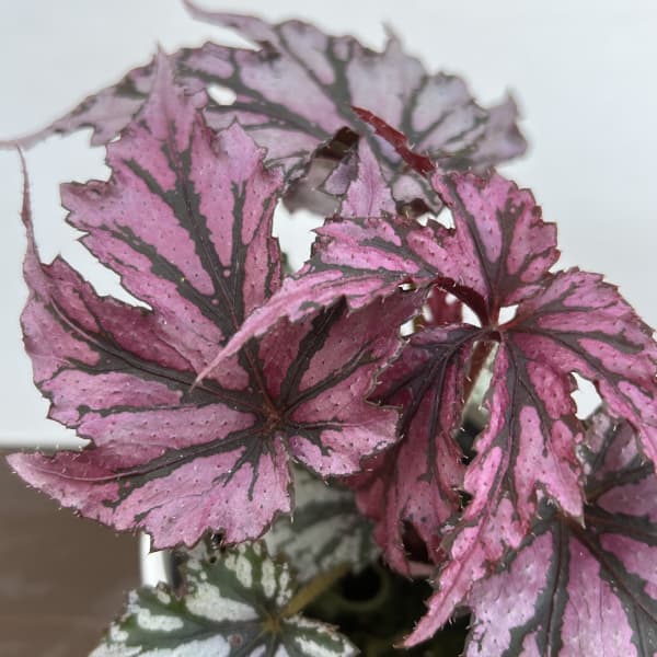 レックスベゴニア・ベニトチバ3.5号ポット