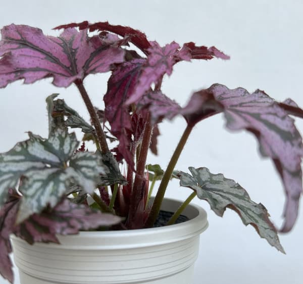 レックスベゴニア・ベニトチバ3.5号ポット