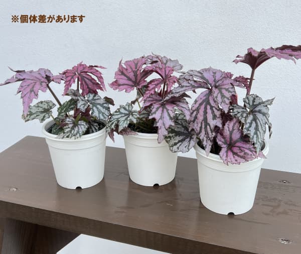 レックスベゴニア・ベニトチバ3.5号ポット