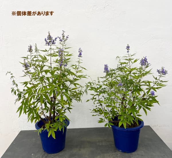 西洋ニンジンボク:青花(紫花)6号ポット