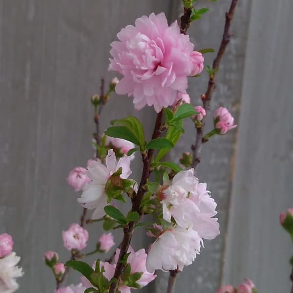 ニワザクラ(庭桜):桃花八重4.5号ポット