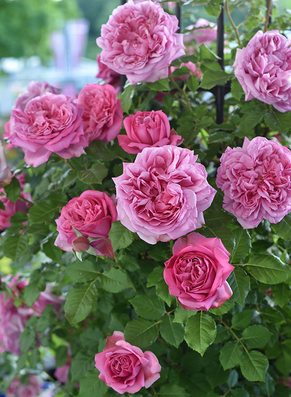 園芸ネット本店｜[2019年母の日ギフト][予約]デルバールローズ：ローズ