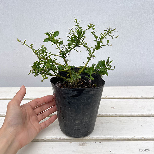 フィンガーライム：レッドシャンパン4号ポット