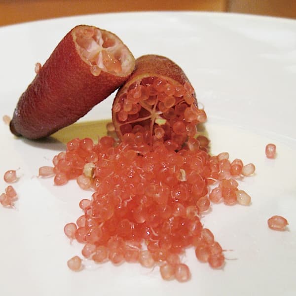 フィンガーライム：レッドシャンパン4号ポット